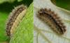 Theresimima ampellophaga